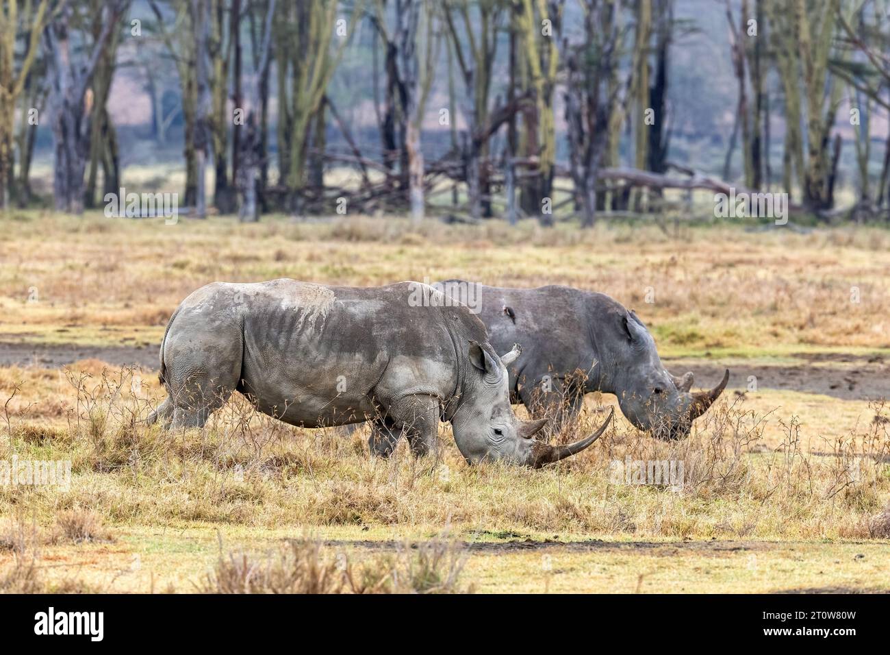 Two adult white rhinos in Lake Nakuru National Park, Kenya. Side view ...