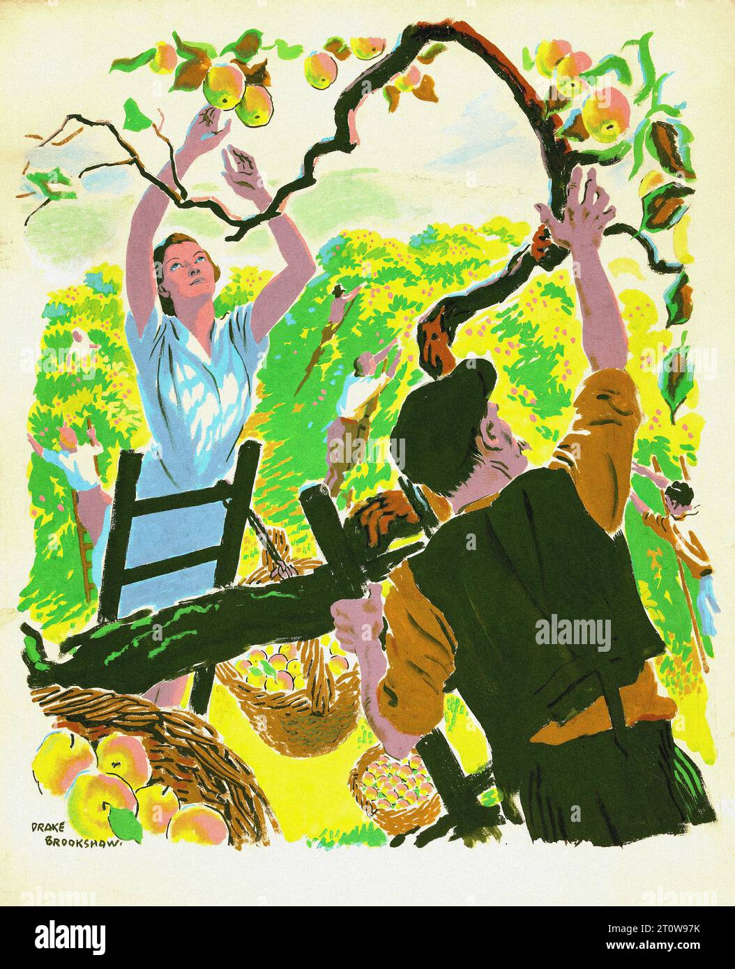 British propaganda , World War II era - “Two people picking apples from a tree. The tree is full of green leaves and orange apples. The person on the left is standing on a ladder and is reaching for an apple. The person on the right is standing on the ground and is holding a basket of apples.”  An illustration depicting two individuals engaged in the autumnal activity of apple picking. One person, perched on a ladder, reaches out to pluck an orange apple from the verdant tree. The other stands firmly on the ground, cradling a basket brimming with freshly picked apples. The scene unfolds agains Stock Photo