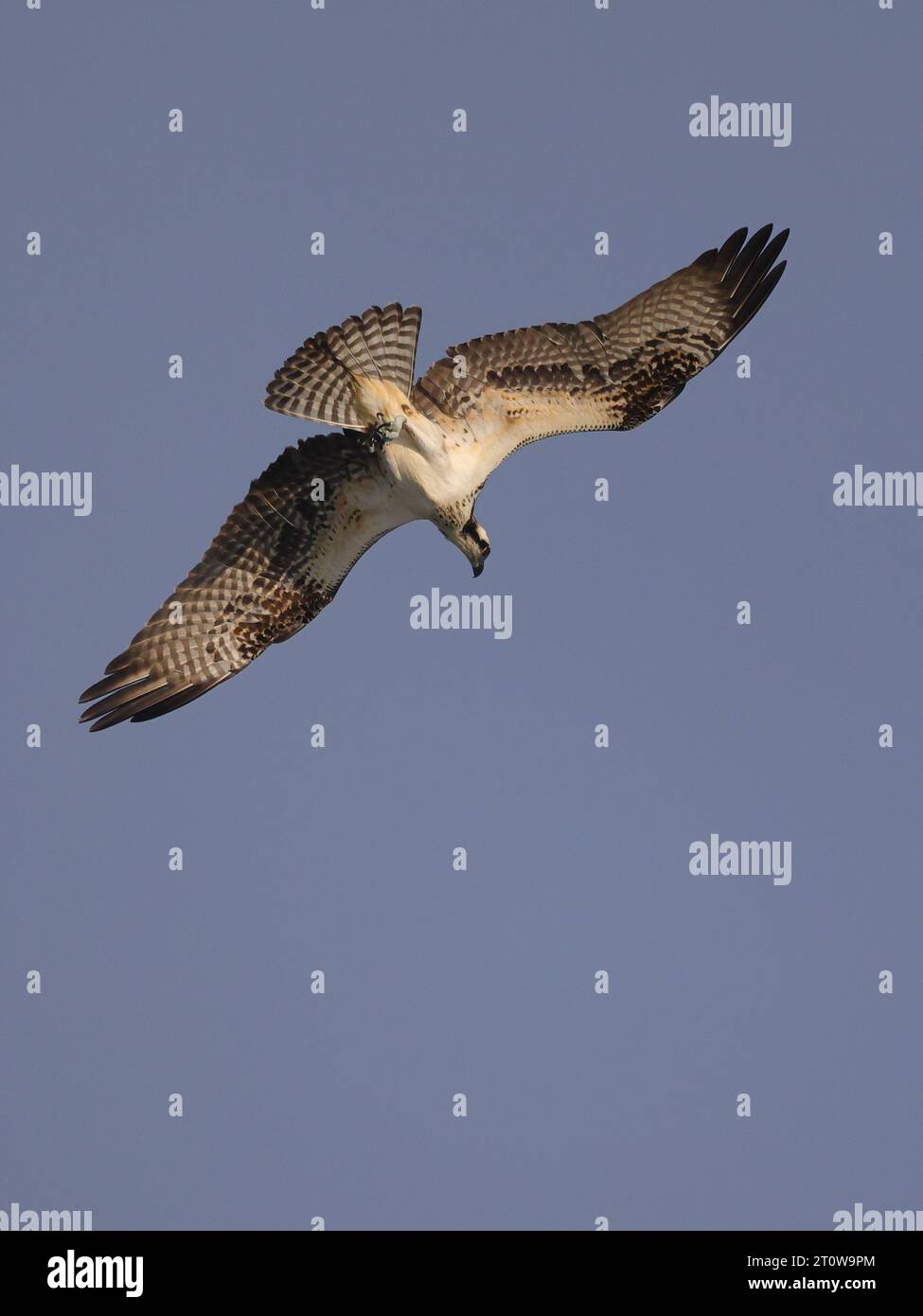 A majestic osprey soaring through the bright blue sky, with its wings ...