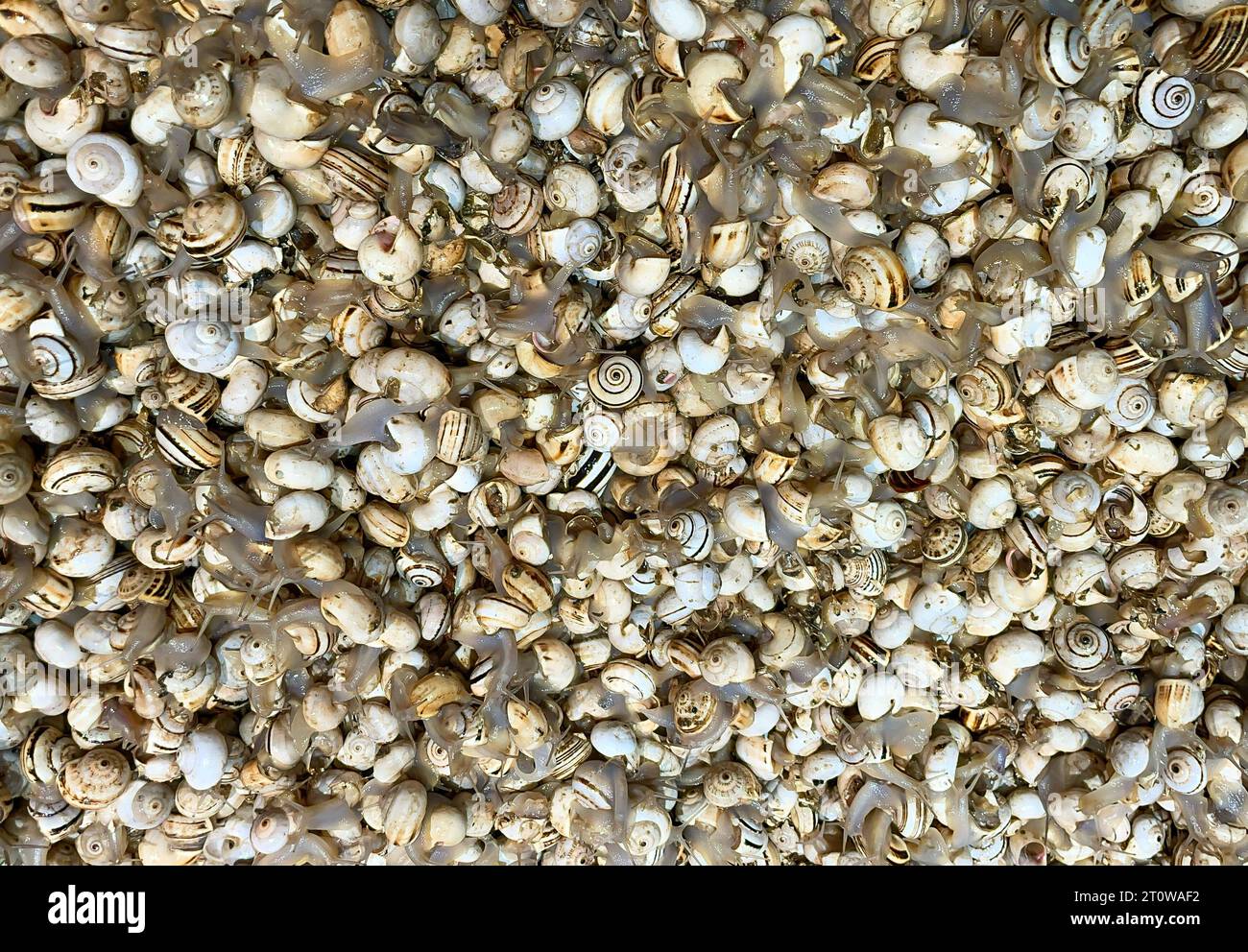 Culinary snails to eat at the weekly market Stock Photo Alamy