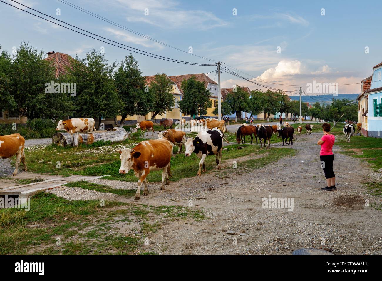 Europe cow old romanian traditonal hi-res stock photography and images -  Alamy