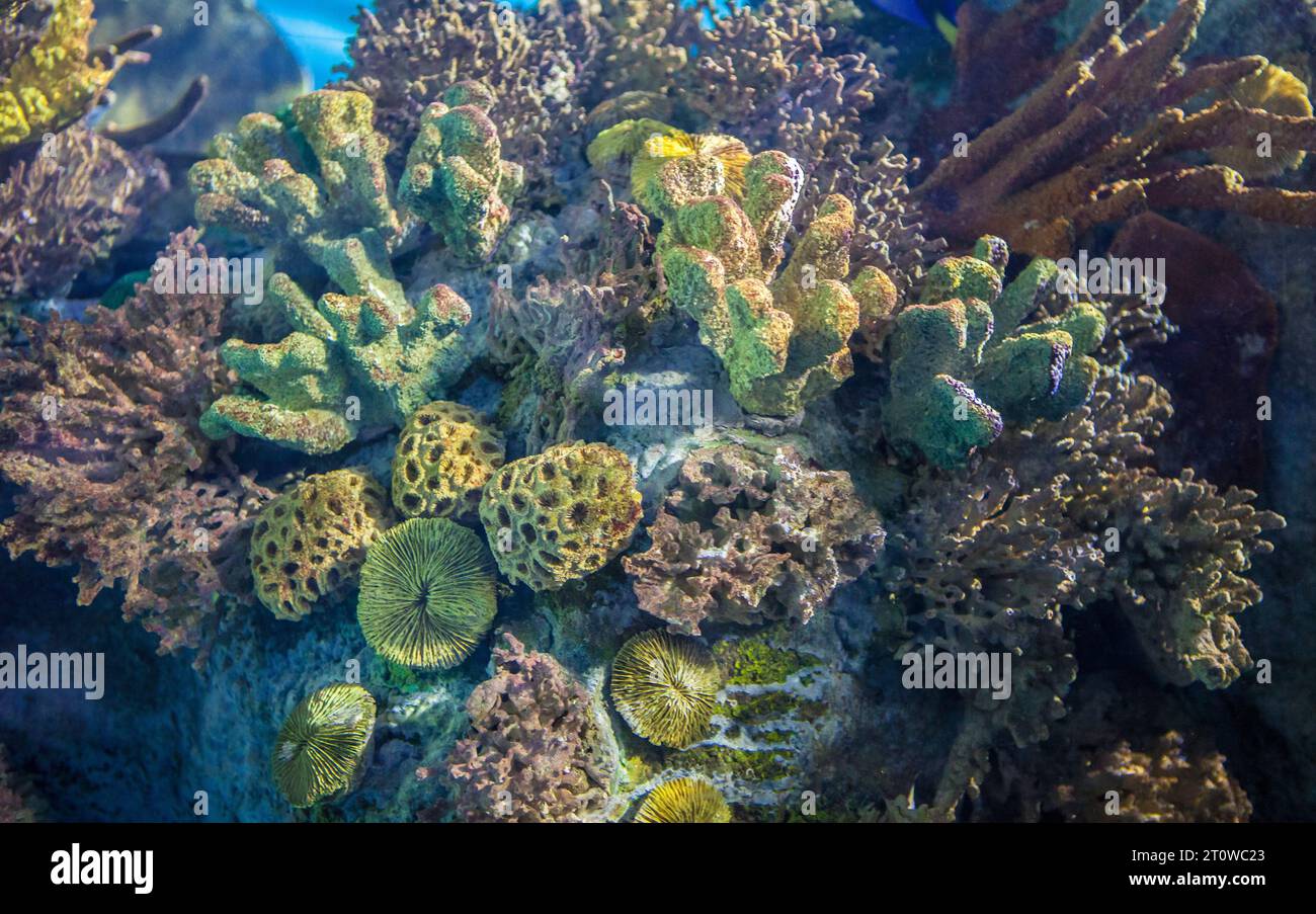 Group of mediterranean corals and sponges. Sessile aquatic animals Stock Photo