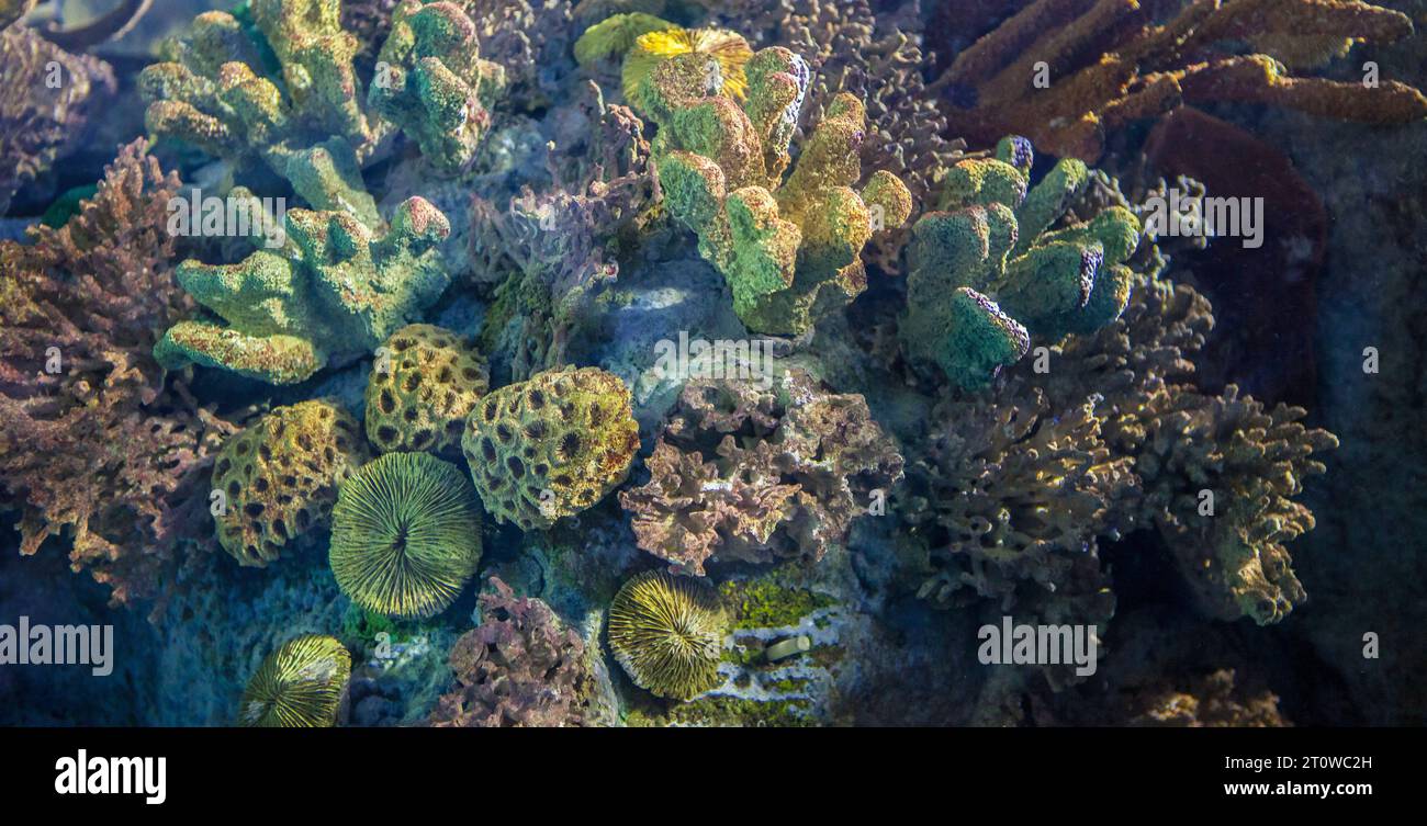 Group of mediterranean corals and sponges. Sessile aquatic animals Stock Photo