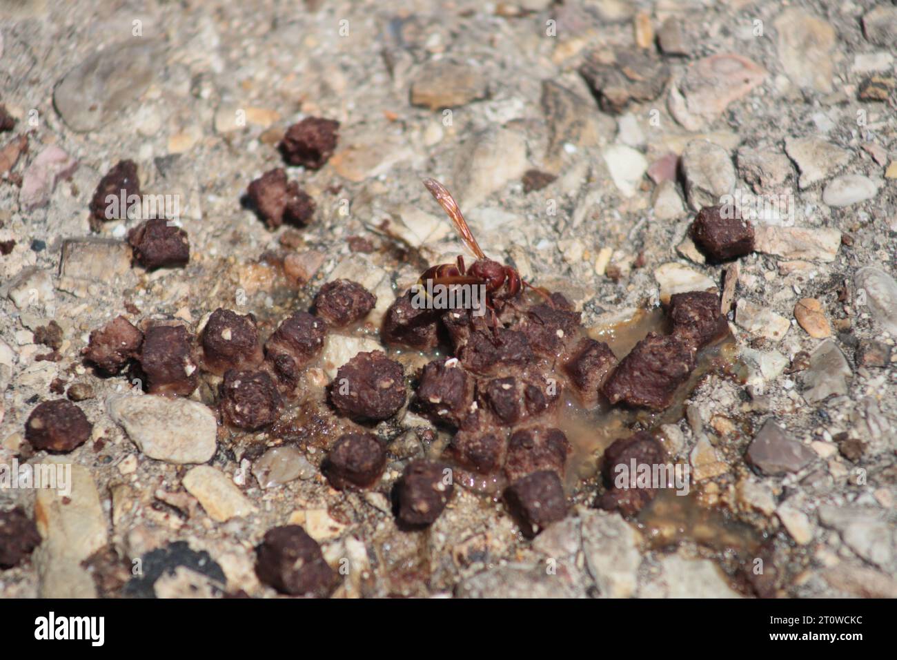 An adult yellow and brown Oriental Hornet eats Dog or Cat Food made of chunks of Meat, that's drying out on a pebbled pathway on a sunny day. Stock Photo