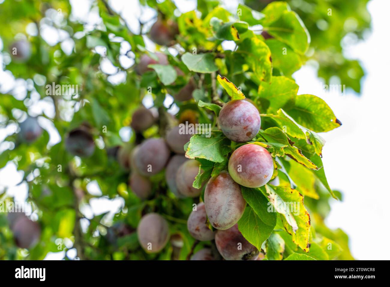 Zweig garten frische baum hi-res stock photography and images - Alamy