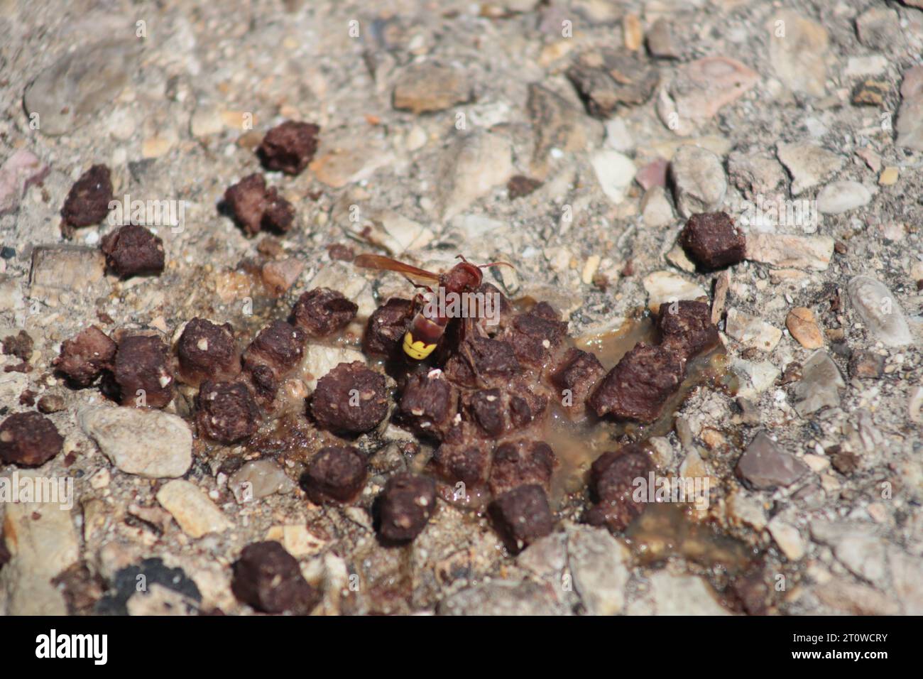 An adult yellow and brown Oriental Hornet eats Dog or Cat Food made of chunks of Meat, that's drying out on a pebbled pathway on a sunny day. Stock Photo