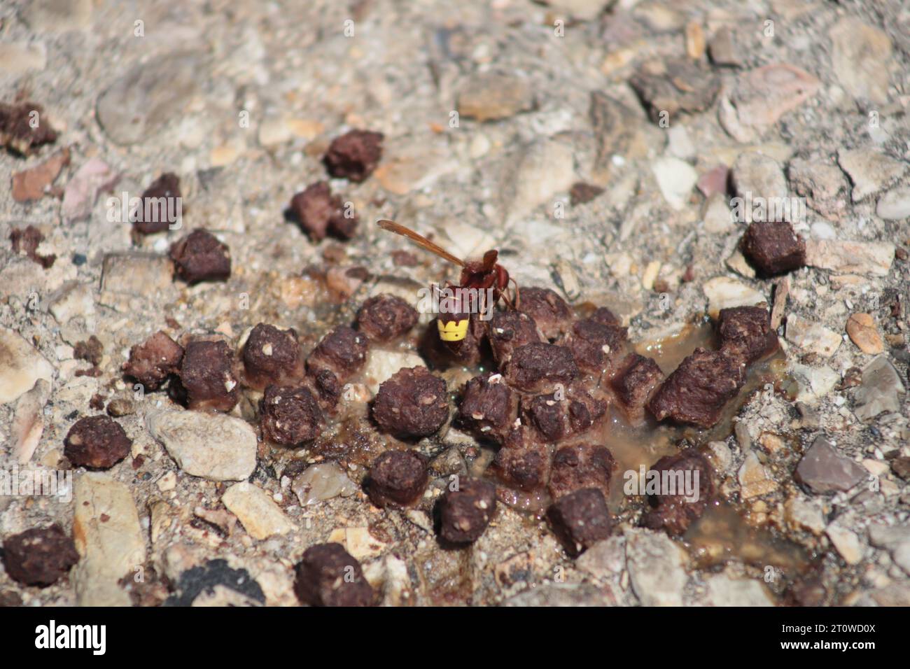 An adult yellow and brown Oriental Hornet eats Dog or Cat Food made of chunks of Meat, that's drying out on a pebbled pathway on a sunny day. Stock Photo