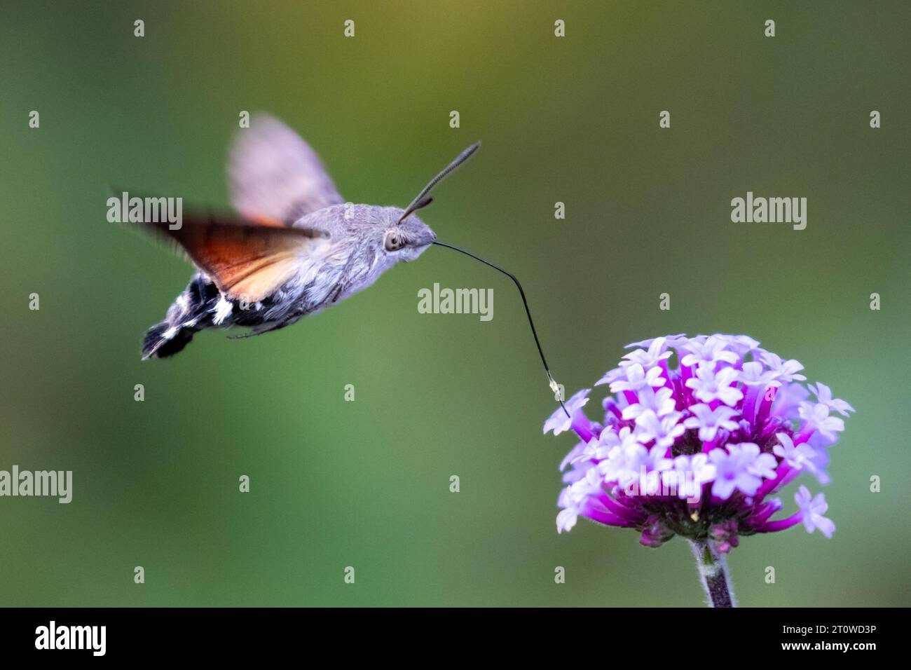Hummingbird hawk-moth, Macroglossum stellatarum, Sussex, UK Stock Photo