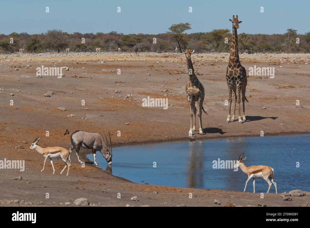 NAMIBIA SOUTHERN AFRICA Stock Photo