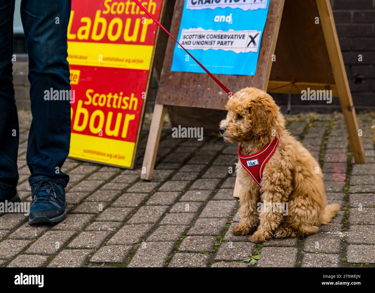 Puppy dog at polling place, Haddington, Scottish parliament election 2021, East Lothian, Scotland, UK Stock Photo