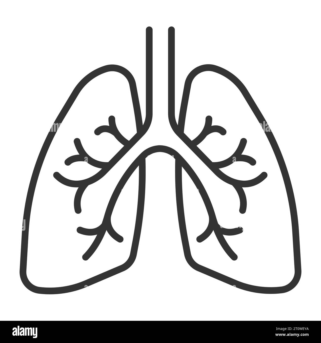 Human respiratory system Black and White Stock Photos & Images - Alamy