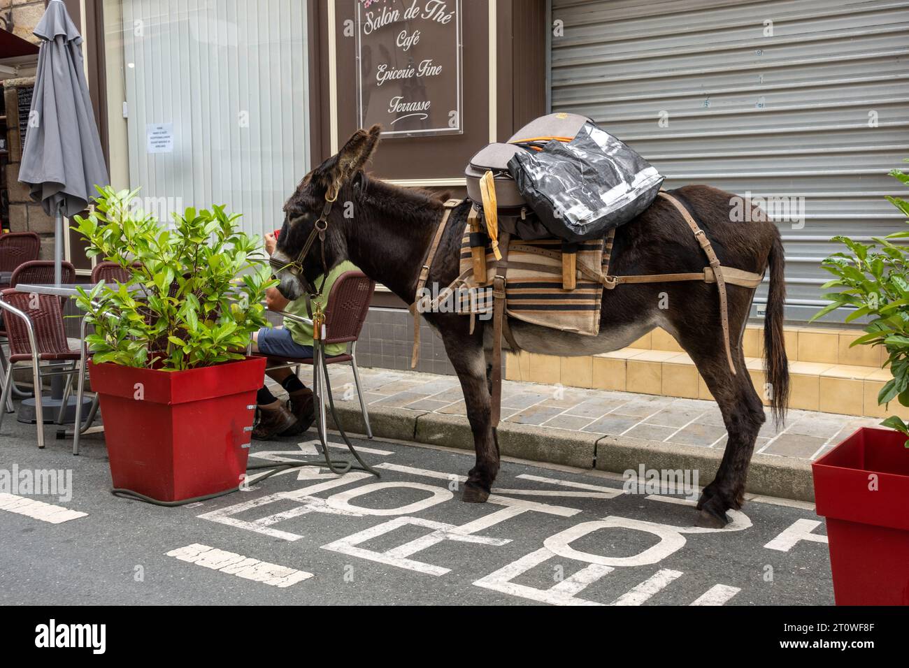 A donkey in market town of La Chatre in the South East of the Indre department, France Stock Photo