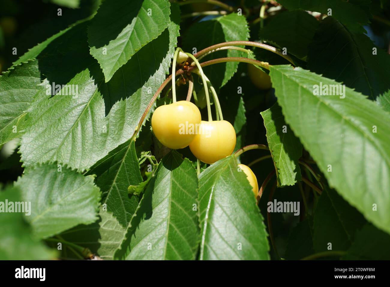 rare yellow cherry variety on tree Stock Photo