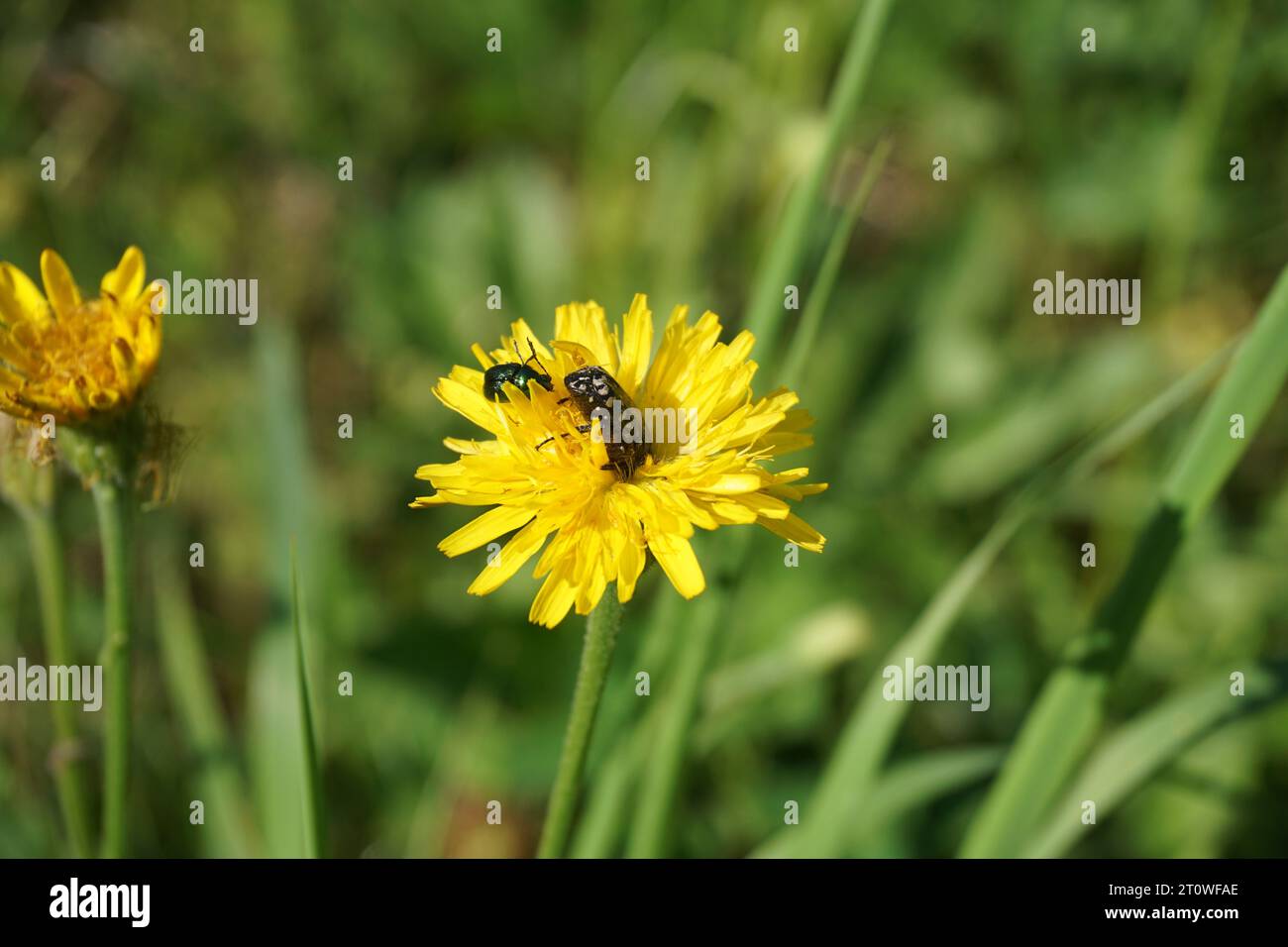 White spotted rose beetle bugs on dandelion flower Stock Photo Alamy