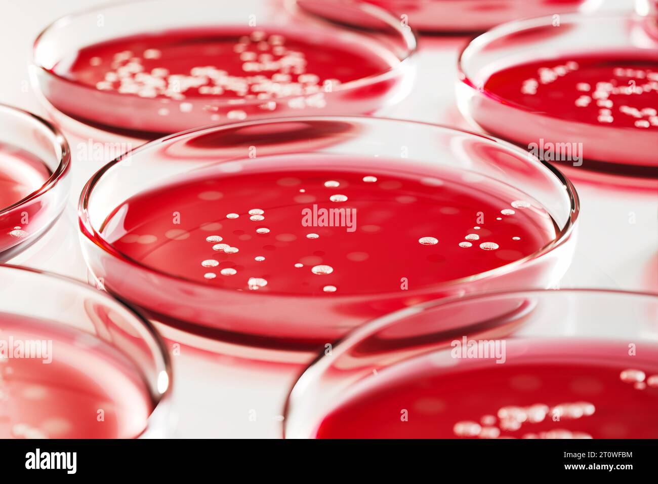 Petri dishes with red blood agar containing colonies of Staphylococcus