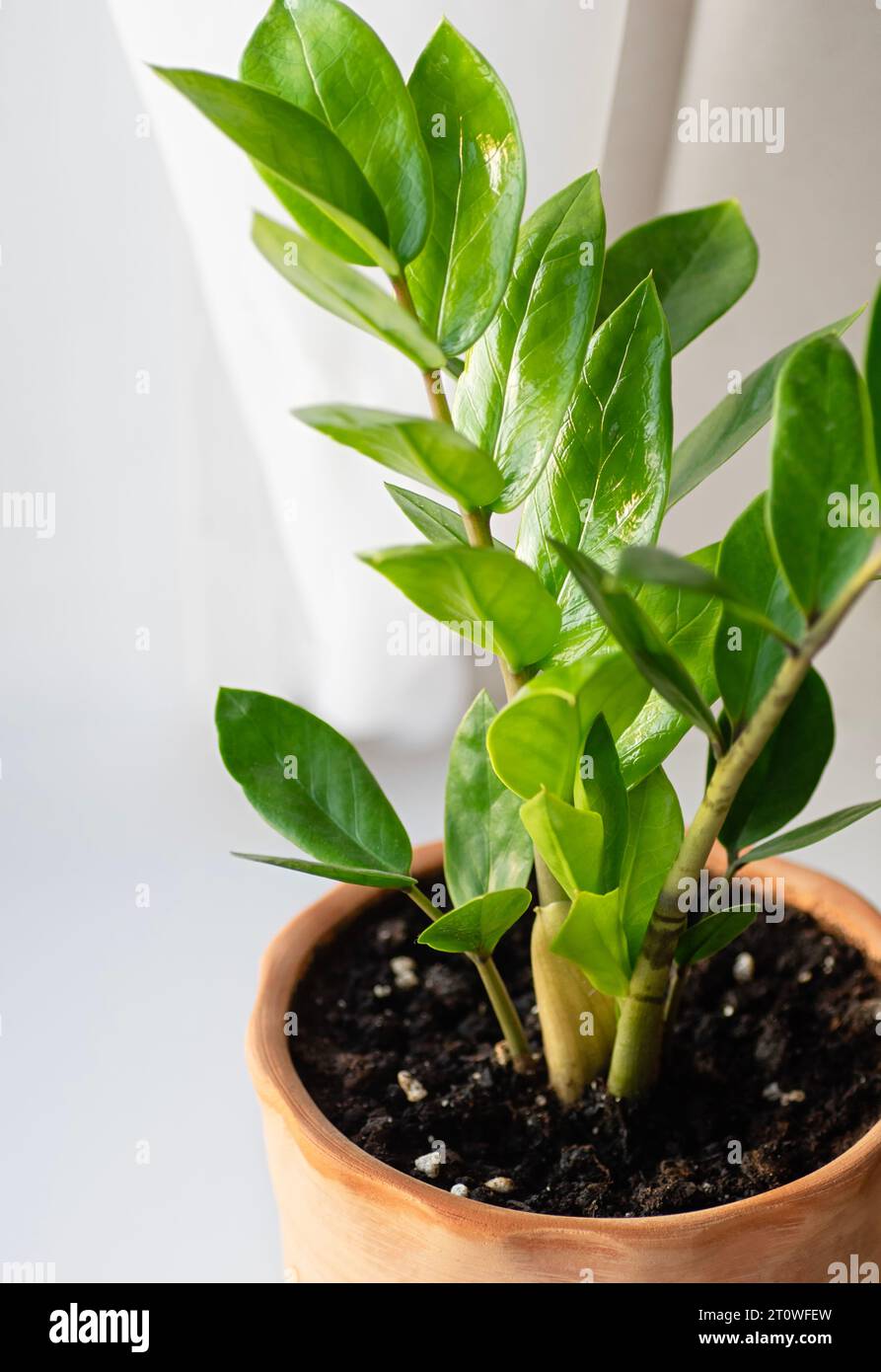Young indoor plant Zamioculcas Zanzibar Gem ZZ Plant. Aroid palm in a brown  ceramic pot. Vertical crop. Close-up Stock Photo - Alamy