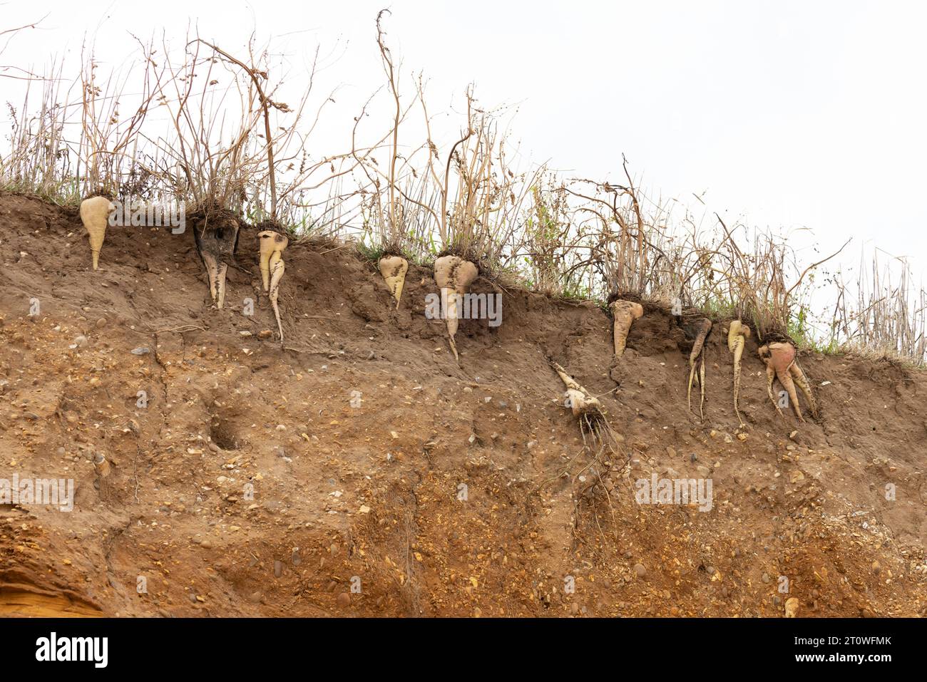 Sugar Beet (Beta vulgaris) exposed in soil at eroded cliff face Suffolk October 2023 Stock Photo