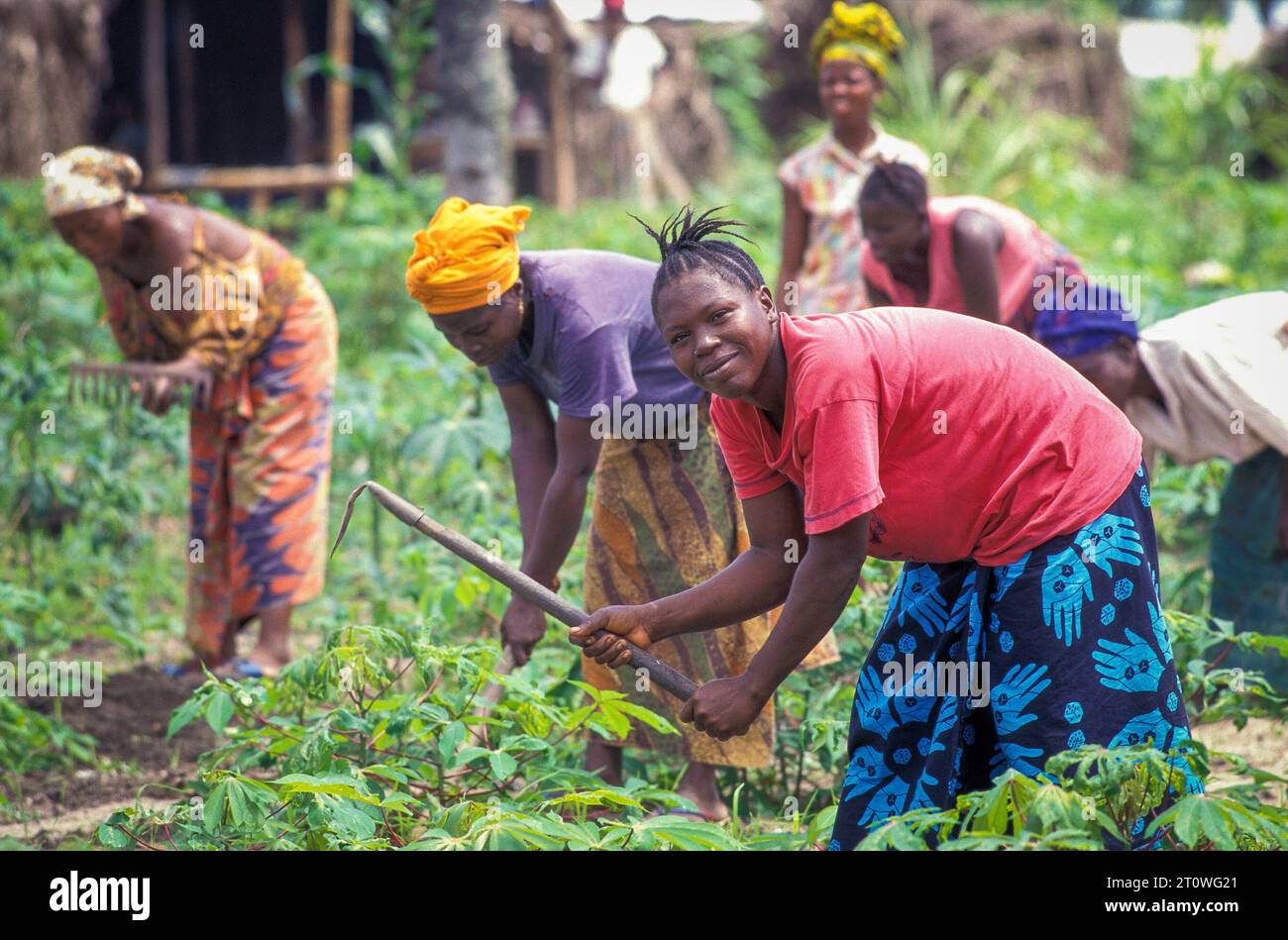 Liberia, Monrovia region; women are ploughing a field with cassave or maniok. Stock Photo