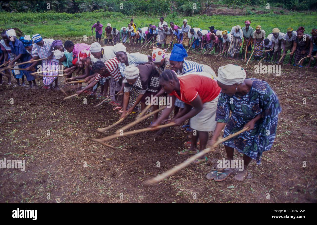 Liberia, outside Monrovia  women with  wooden hoes made from a tree branch are ploughing the field. Stock Photo