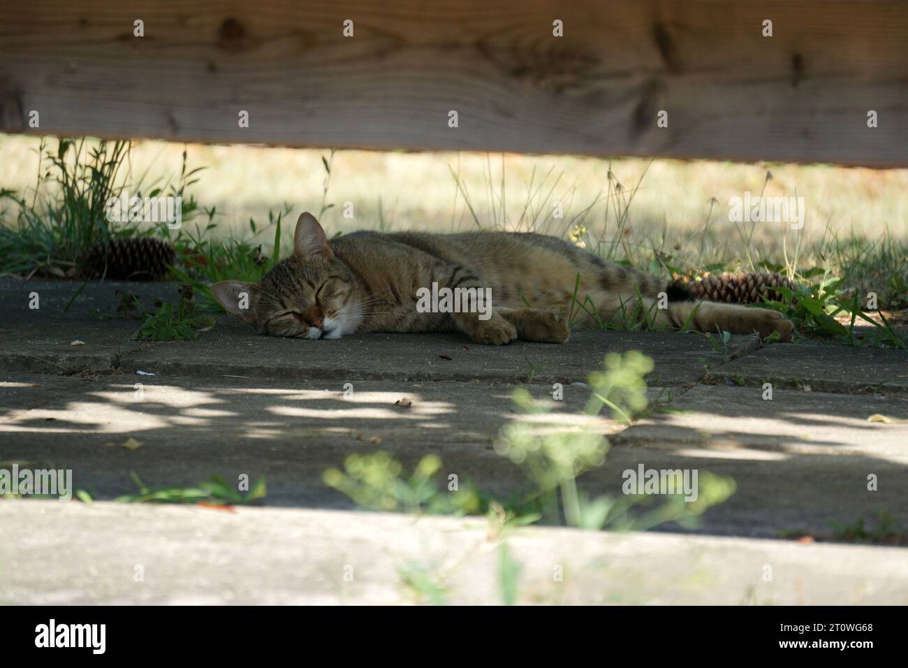 Cat sleeping in shadow in summer Stock Photo