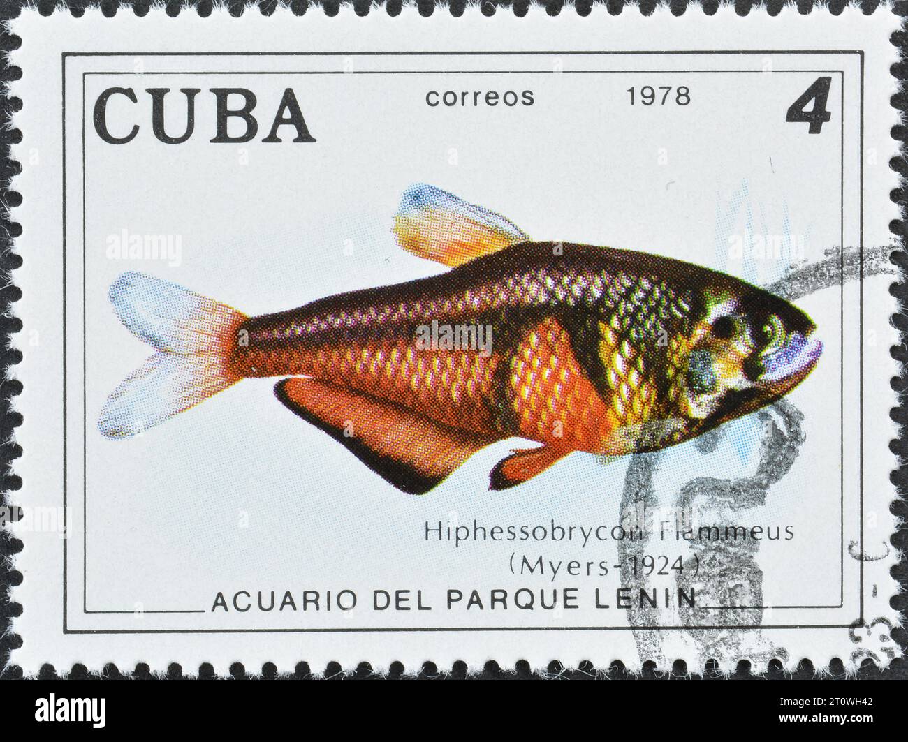 Cancelled postage stamp printed by Cuba, that shows Rio Flame Tetra (Hyphessobrycon flammeus), Fish in Lenin Park Aquarium, Havana, circa 1978. Stock Photo