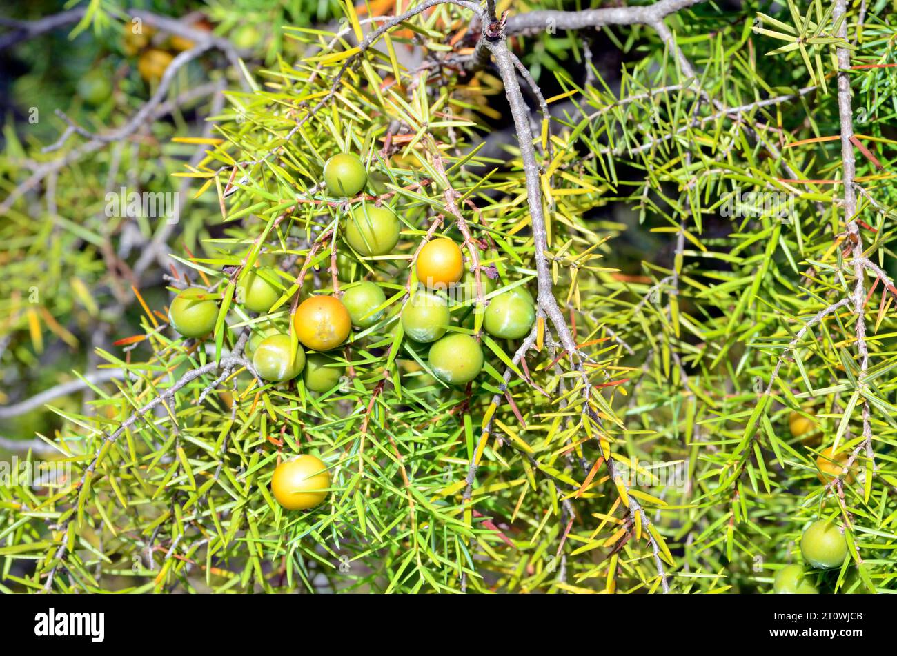 Leaves and fruits of cade juniper (Juniperus oxycedrus Stock Photo - Alamy