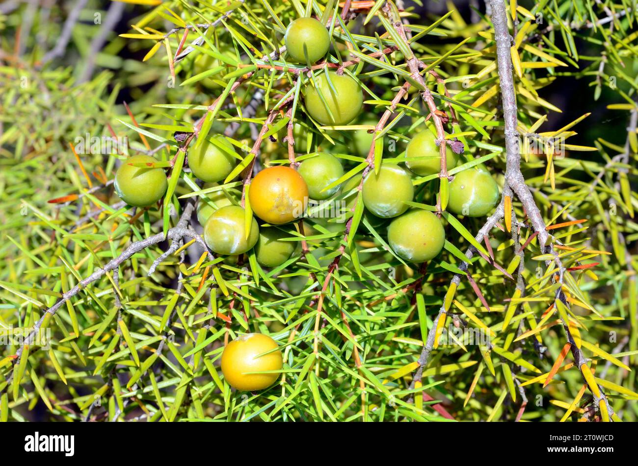 Leaves and fruits of cade juniper (Juniperus oxycedrus Stock Photo - Alamy