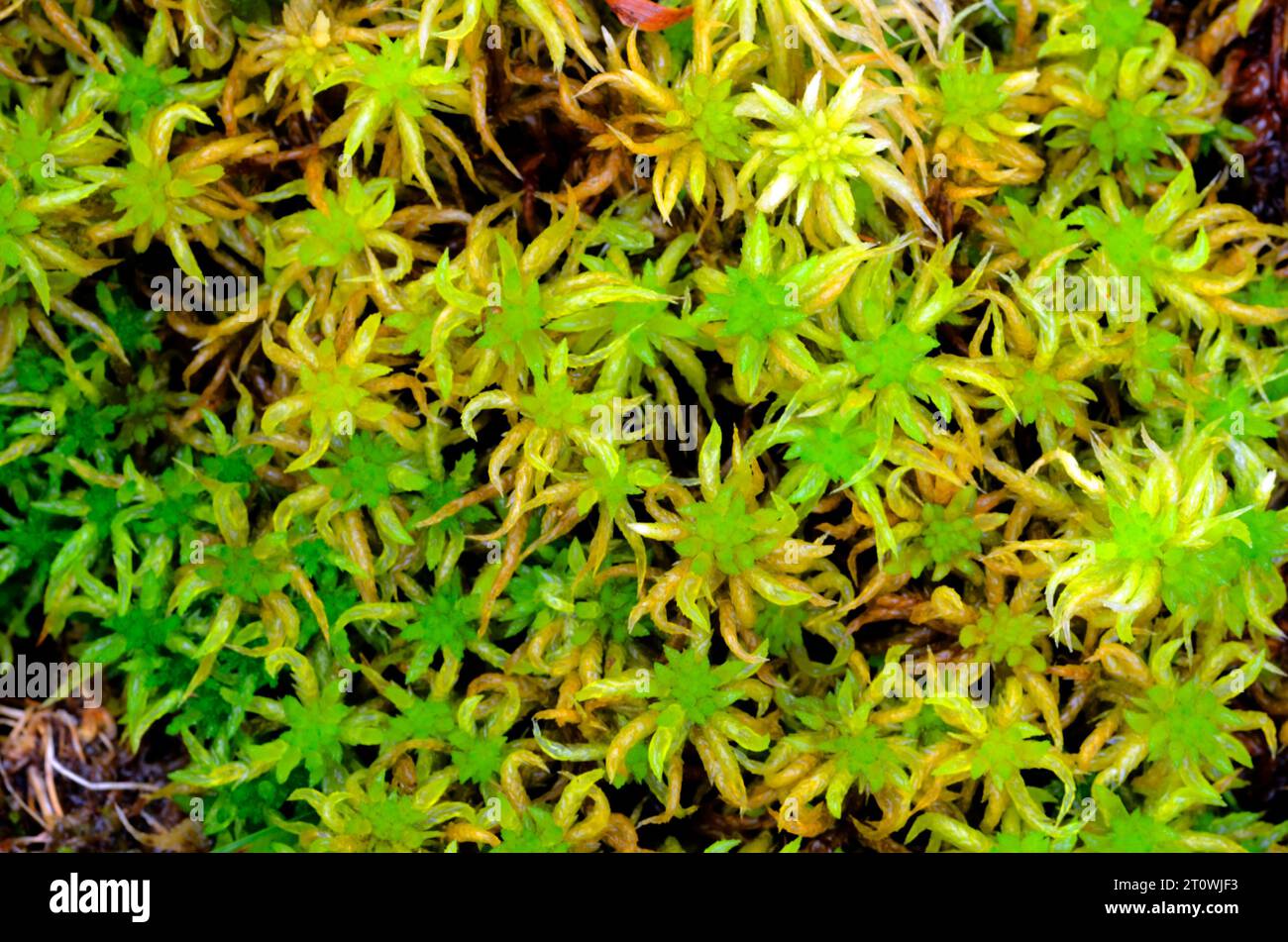 Mosses of the sphagnum group (Sphagnum sp) in moist soil. Stock Photo