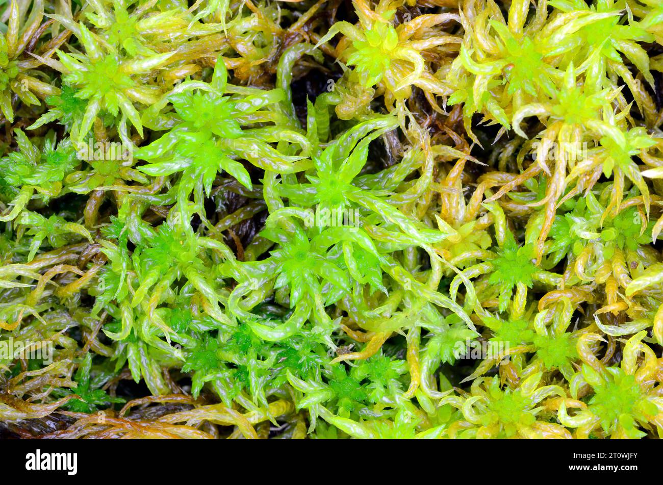 Mosses of the sphagnum group (Sphagnum sp) in moist soil. Stock Photo