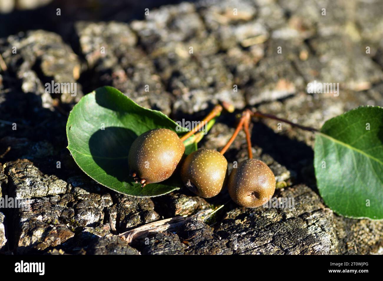 Detail of leaves and fruits of Callery pear (Pyrus calleryana 