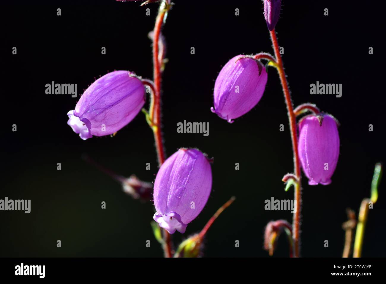 Pink flowers of the heather Daboecia cantabrica seen against the light. Stock Photo