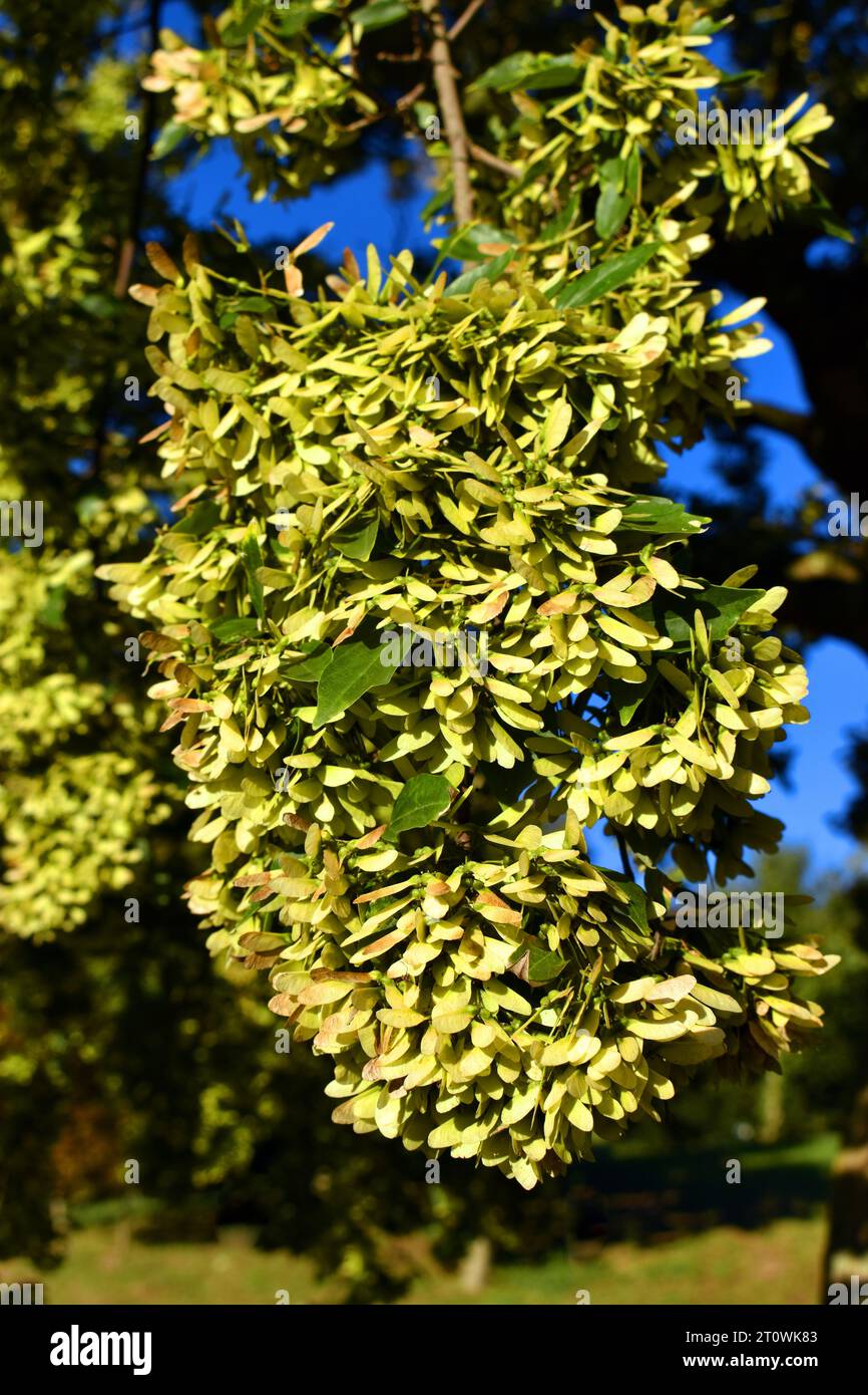 Trident maple (Acer buergerianum) fruits (samaras) on a branch Stock