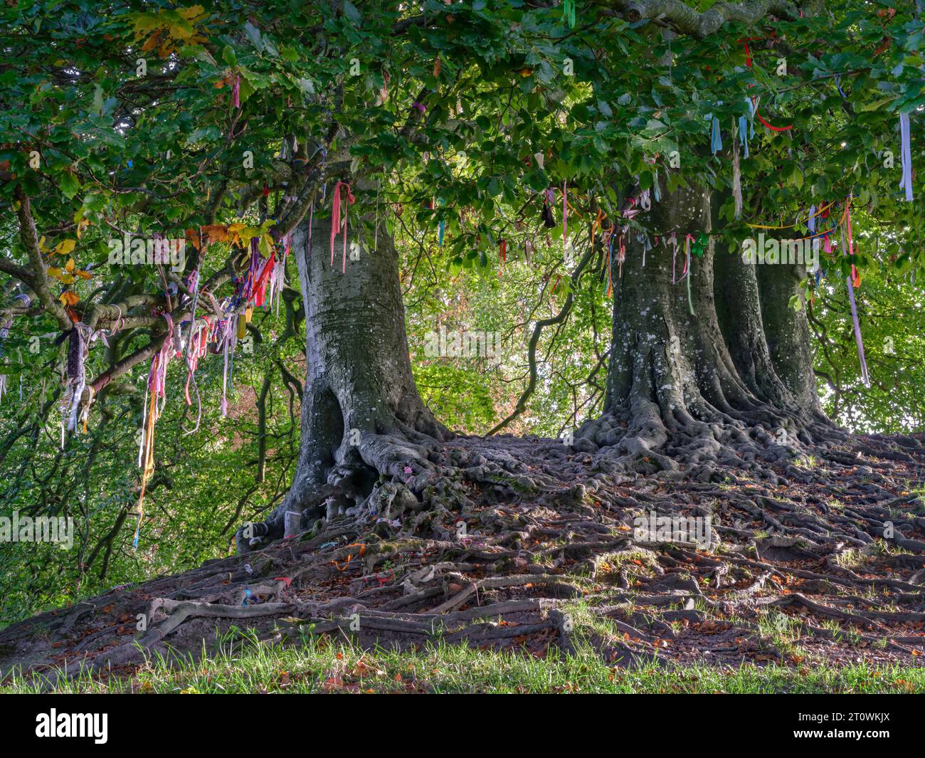Avebury, Wiltshire - England. Ribbons and offerings tied to the branches and roots of the ancient Beech trees at Avebury in Wiltshire. Contemporary my Stock Photo