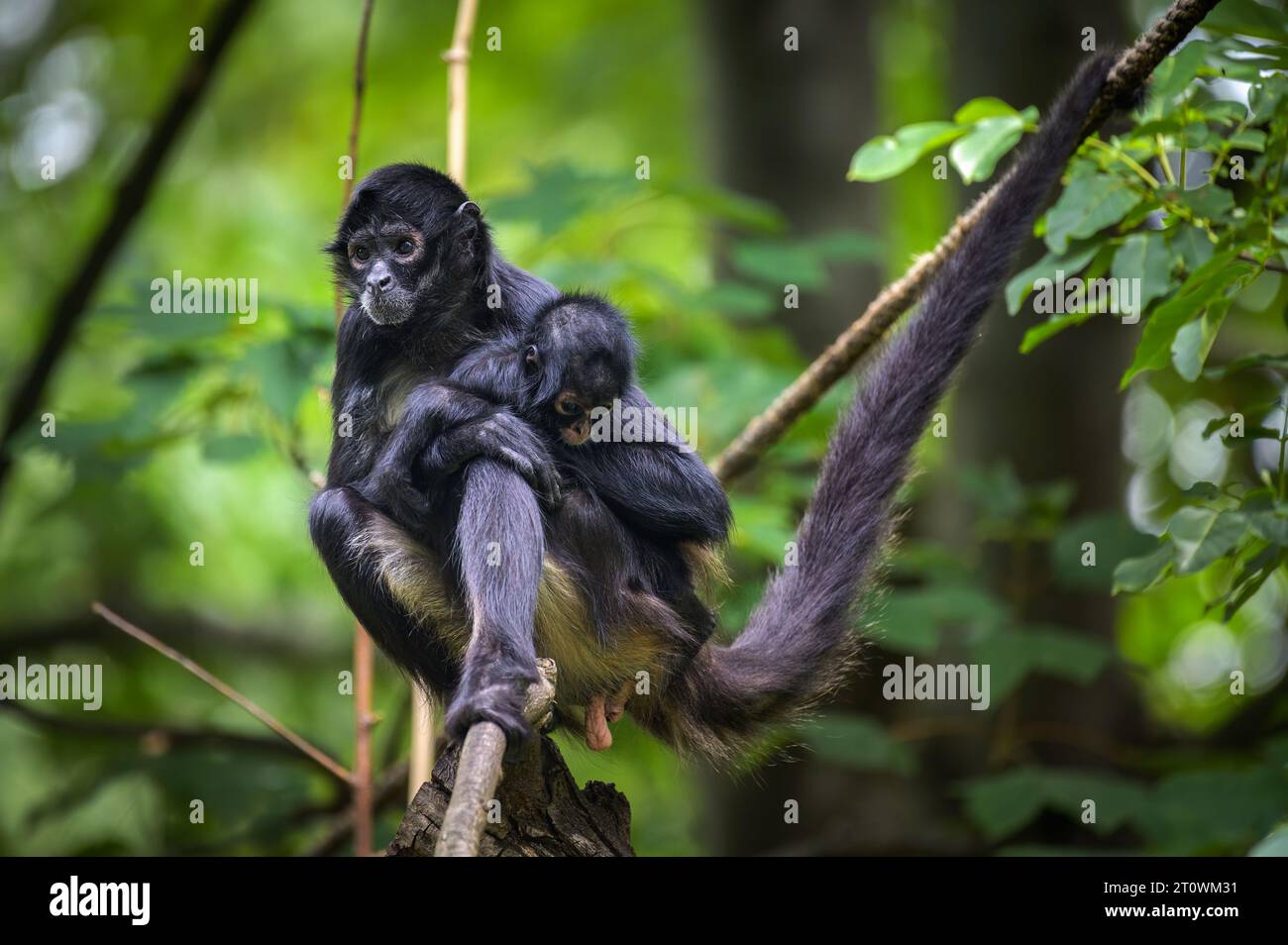 Geoffroy's Spider Monkey and its baby Stock Photo