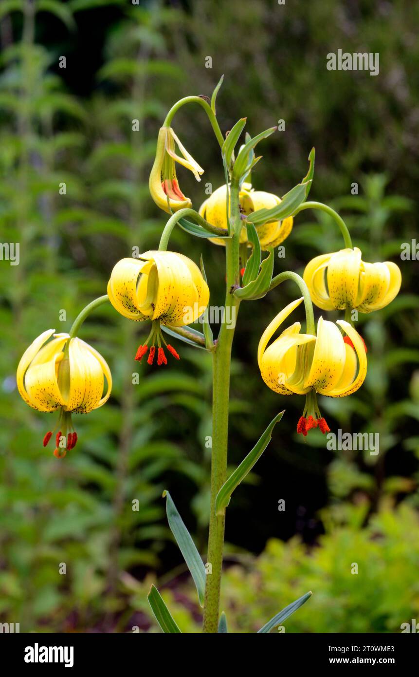 The beautiful Pyrenean lily plant (Lilium pyrenaicum) with its yellow flowers. Stock Photo