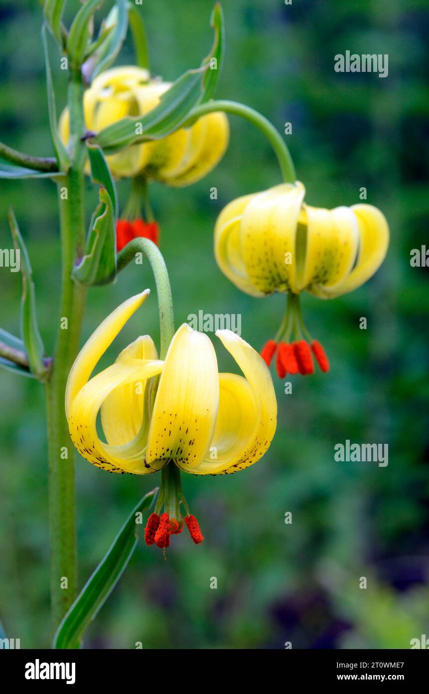 The beautiful Pyrenean lily plant (Lilium pyrenaicum) with its yellow flowers. Stock Photo