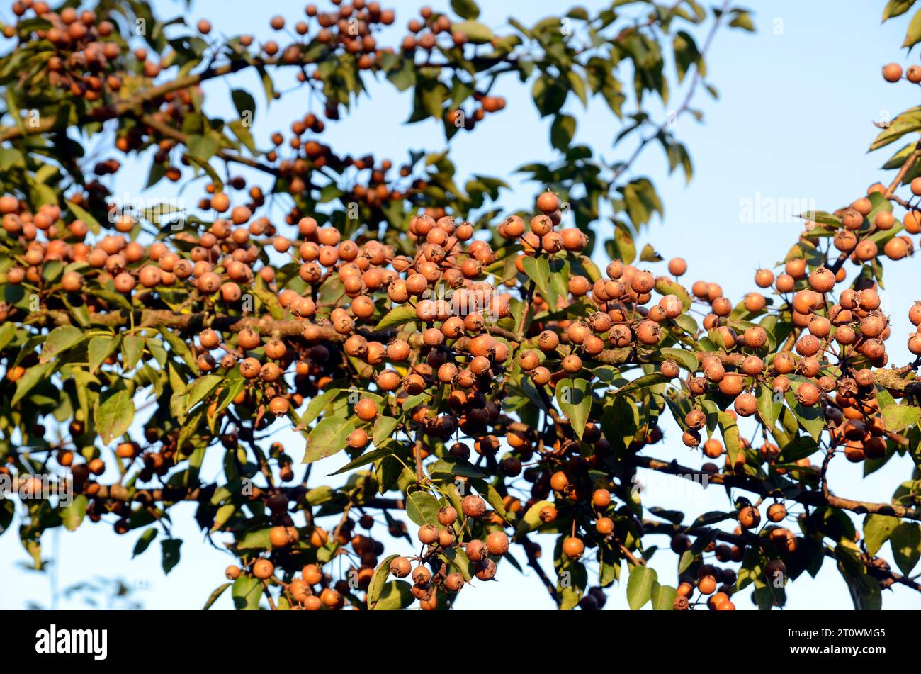The Plymouth pear or wild pear tree (Pyrus cordata) with branches loaded with fruits. Stock Photo
