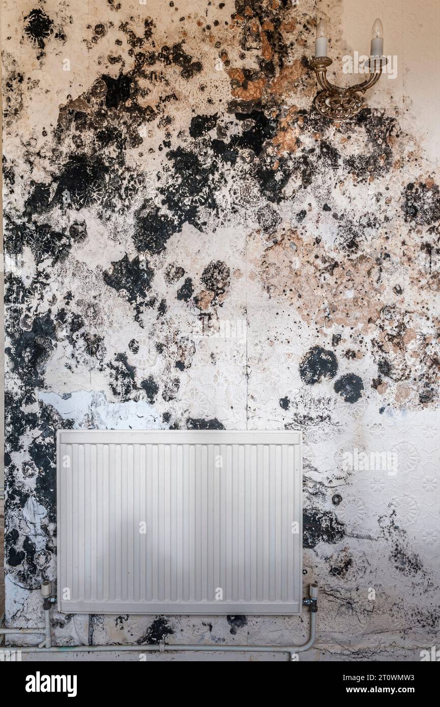Black mould (stachybotrys chartarum) caused by damp penetration and/or lack of ventilation in an empty house. It can be a serious health risk (UK) Stock Photo