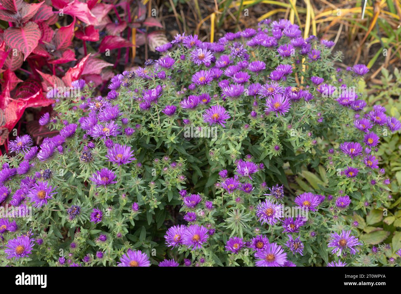 Symphyotrichum novae-angliae 'purple dome' New England aster. Stock Photo