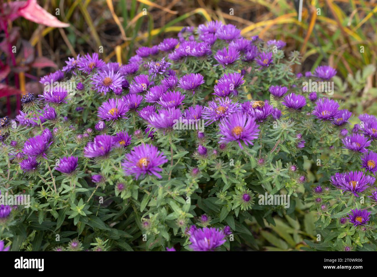 Symphyotrichum novae-angliae 'purple dome' New England aster. Stock Photo