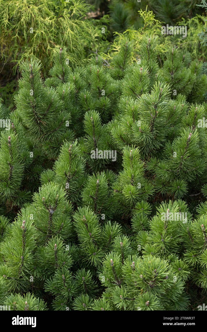 Pinus Mugo 'Valley Cushion' mugo pine. Stock Photo