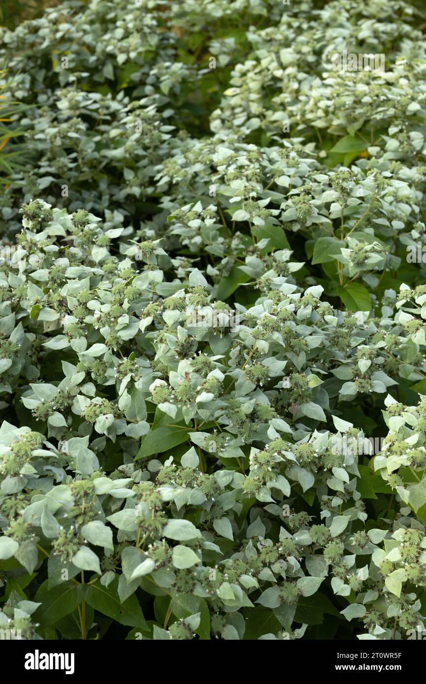 Pycnanthemum muticum - mountain mint. Stock Photo