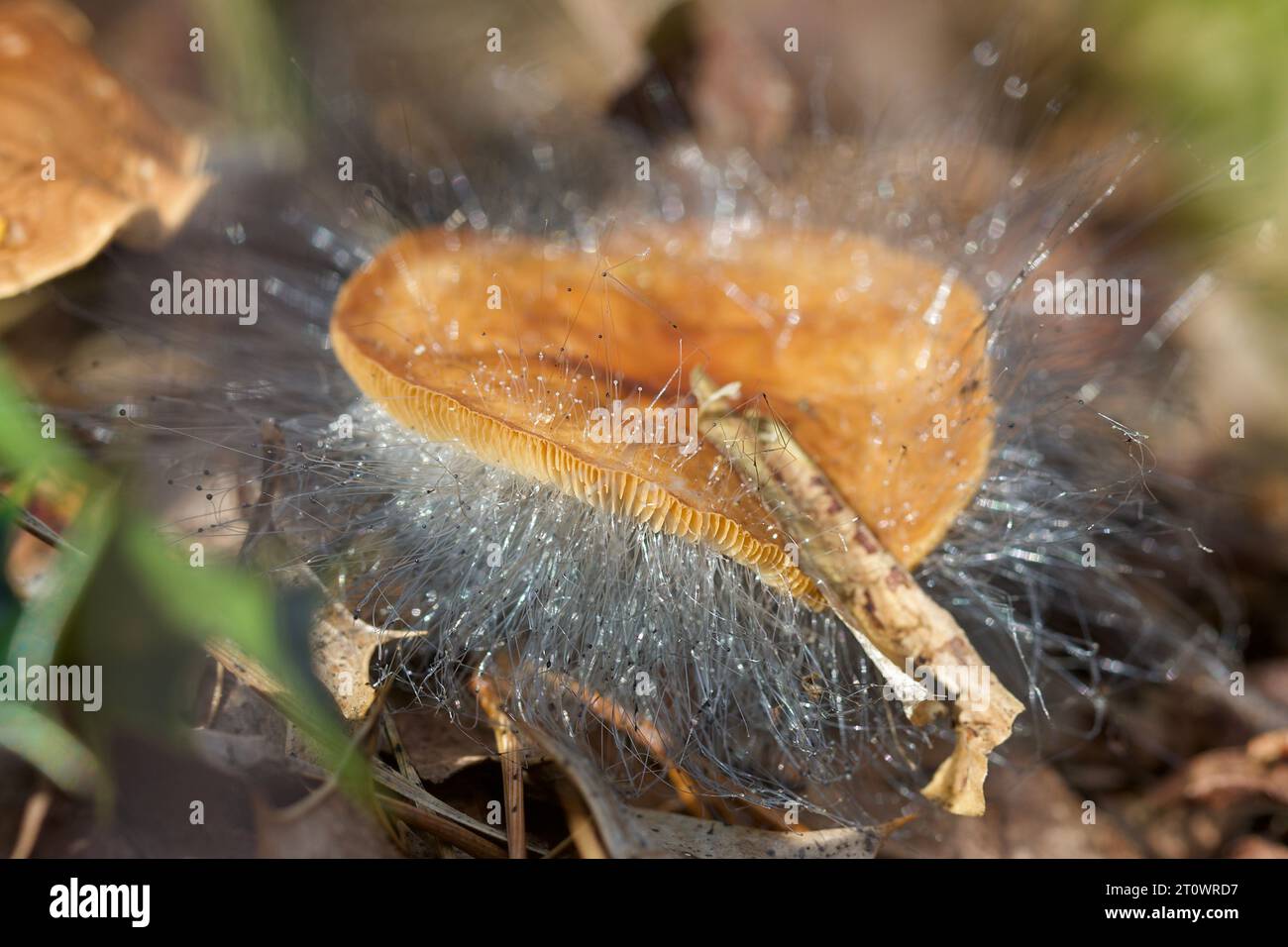 Fungus on a fungus! the Bonnet Mould fungus, Spinellus fusiger parasitizes ageing wild mushrooms, turning them into a fuzzy pin cushion Stock Photo