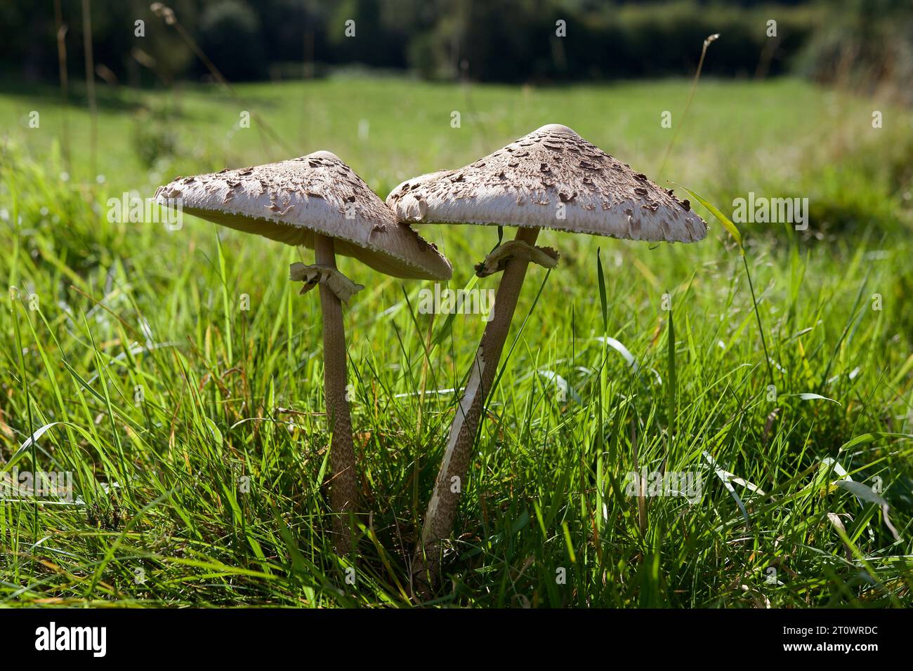 The Parasol Mushroom, Macrolepiota procera, considered a good edible mushroom, but care should be taken not to confuse with other similar species Stock Photo