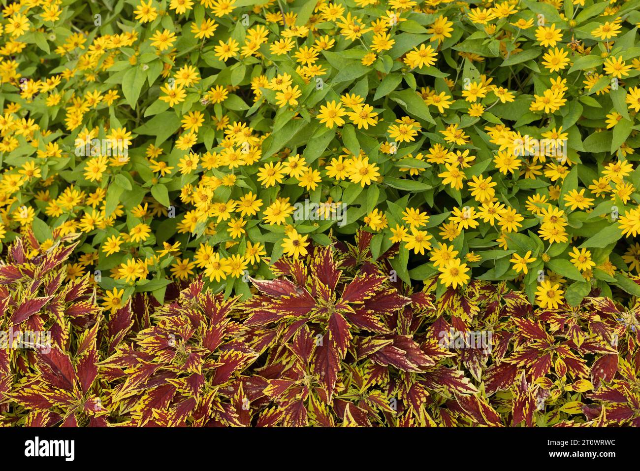 Flamethrower Cajun Spice coleus and Melampodium flowers growing side by