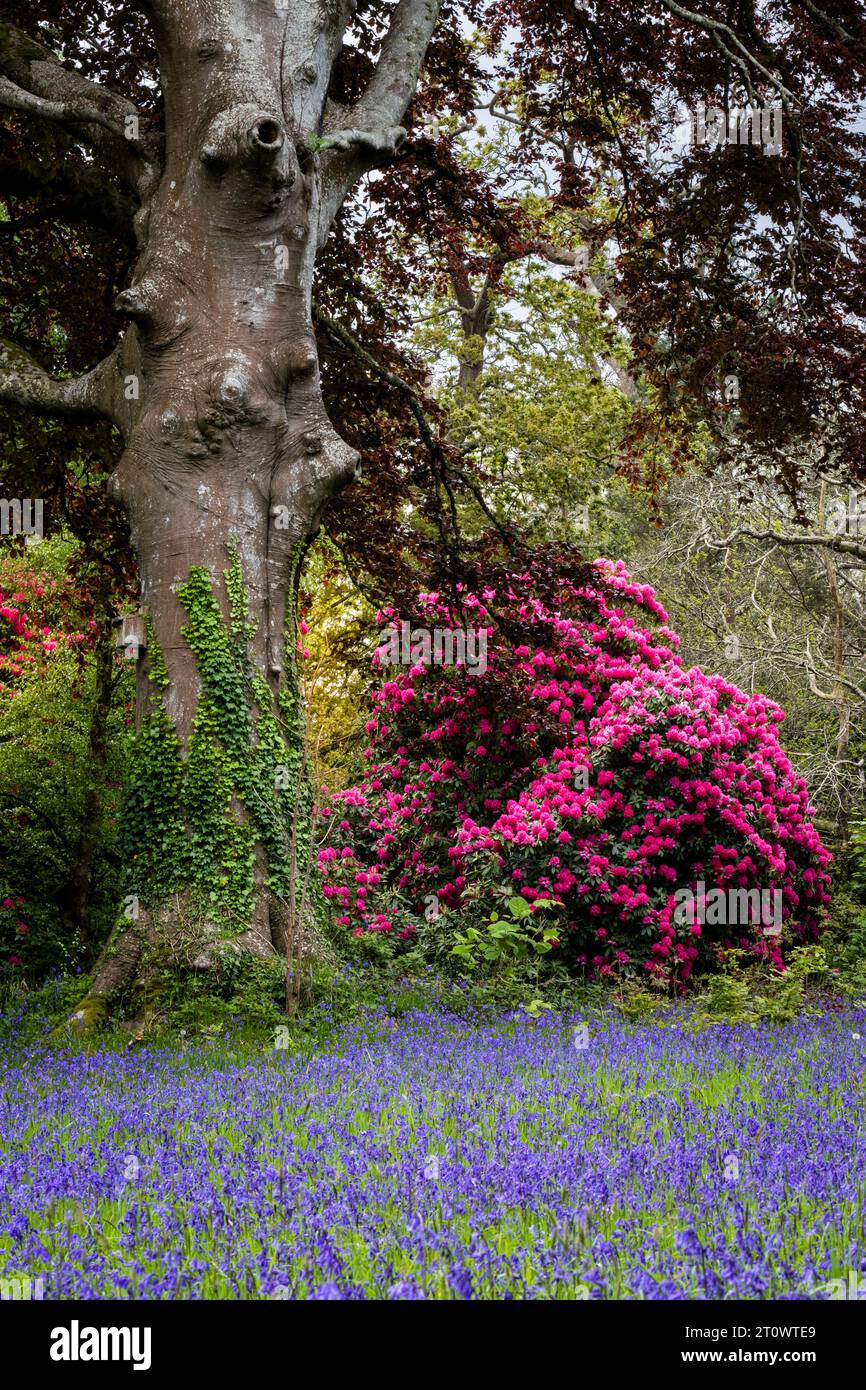 Cornwall Rhododendron Rhododendrons Russellianum Cornish Red growing next to a field of ...