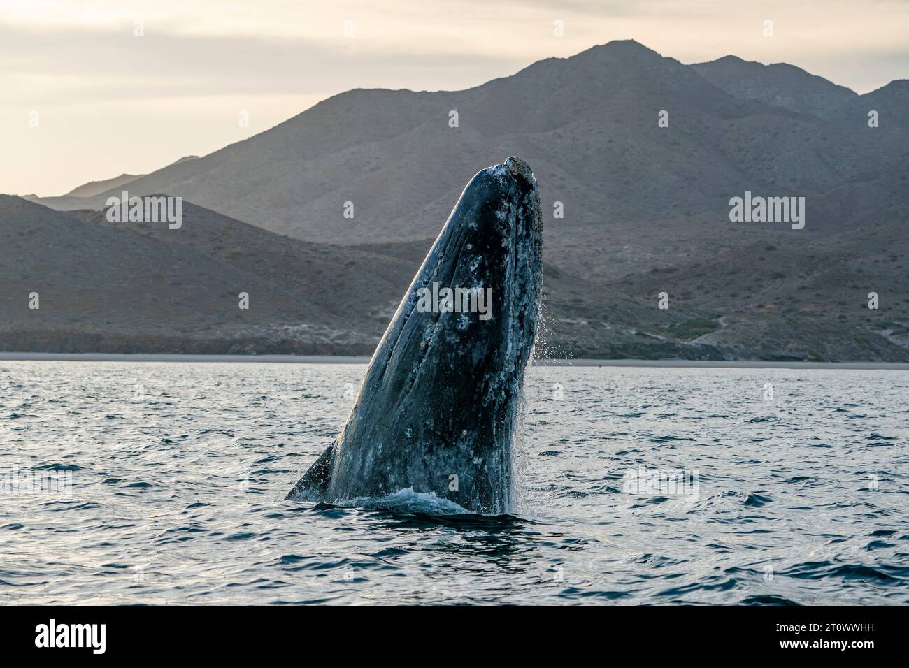 California gray whale breaching hi-res stock photography and images - Alamy