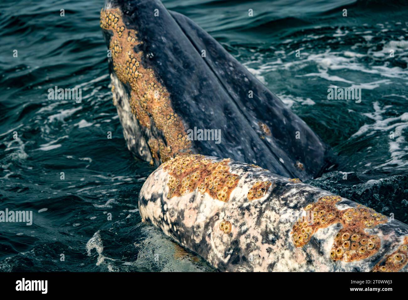 Barnacles cirripedia parasites of A grey whale in baja california sur, mexico Stock Photo
