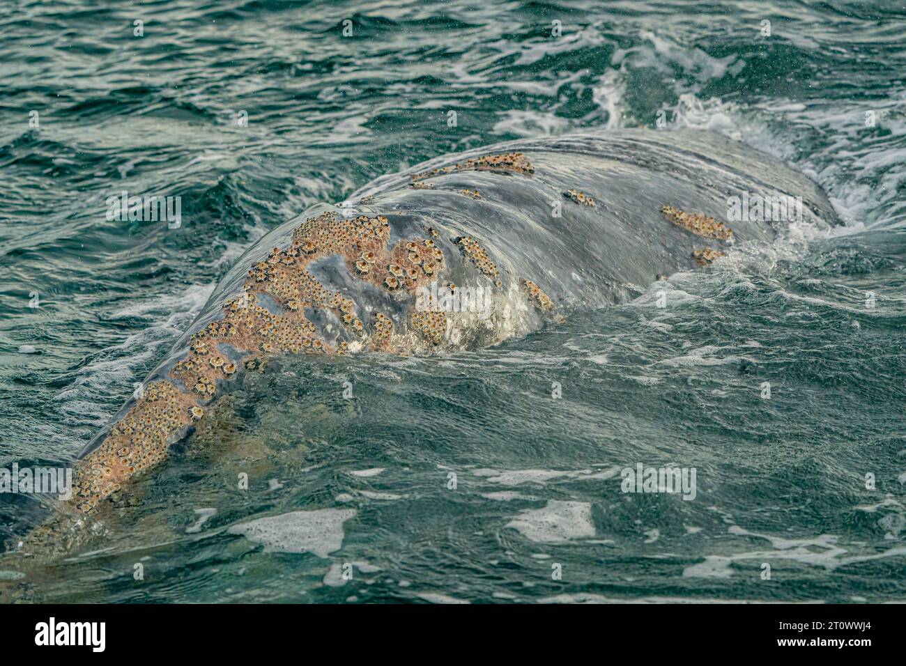 Barnacles cirripedia parasites of A grey whale in baja california sur, mexico Stock Photo