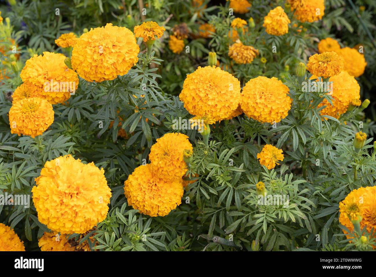 Tagetas Erecta 'Bali Orange' African marigold flowers growing in a garden. Stock Photo